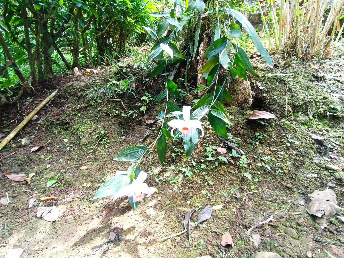 Cabana Vista Rio Celeste المظهر الخارجي الصورة